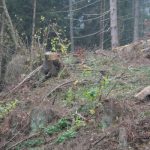 Abholzung nach Borkenkäferbefall